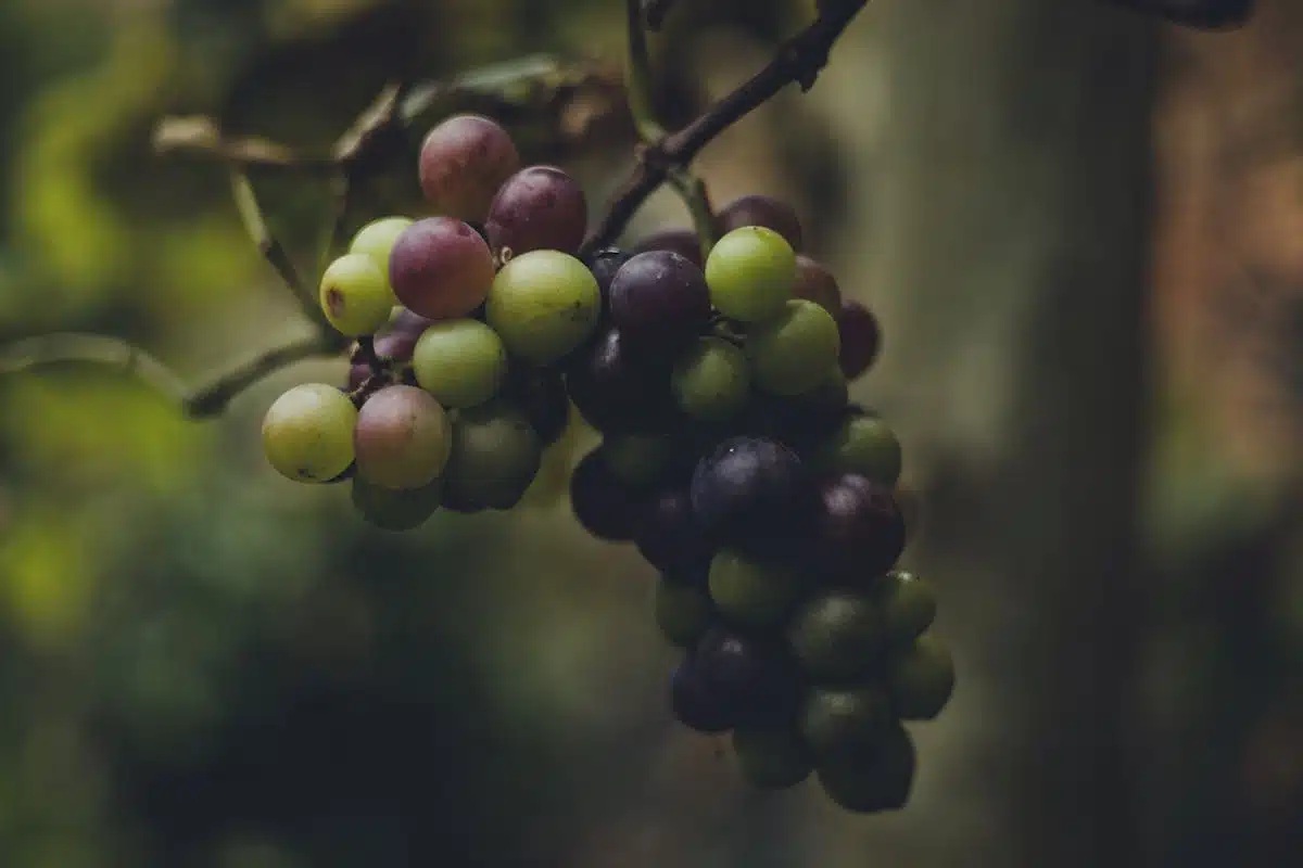 vignoble beaujolais