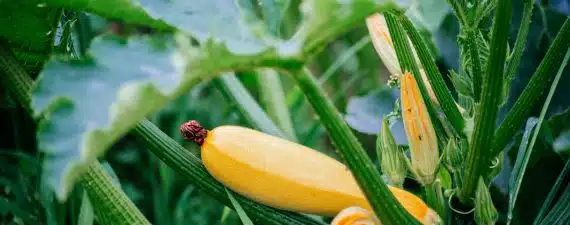a yellow flower with a ladybug on it